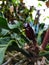 Javan rhinoceros beetle walking on anturium leaves