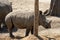 The Javan rhinoceros (Rhinoceros sondaicus)