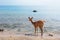 Javan Rusa deer on sea beach