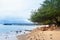 Javan Rusa deers on sea beach