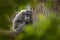 Javan Silvery Gibbon, Hylobates moloch, monkey in the nature forest habitat. Grey gibbon on the tree, Java, Indonesia in Asia.