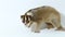The Javan slow loris (Nycticebus javanicus) primate isolated on white background