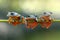 Javan tree frog sitting on branch