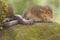 A Javan treeshrew is attacking a pipe snake that has entered its territory.