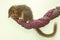 A Javan treeshrew eating anthurium seeds.