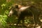 The Javan warty pig Sus verrucosus, also called Javan wild pig