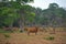 Javanese Bulls and deer are grazing on a lush grass field