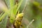 Javanese Grasshopper on a plant