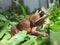 Javanese Horned Frog Exotic Wildlife leaf