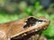 Javanese Horned Frog Exotic Wildlife leaf