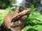 Javanese Horned Frog Exotic Wildlife leaf