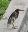 Javanese pond heron