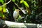 Javanese pond heron standing from front angle