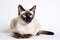 Javanese Siamese Cat On White Background. Generative AI