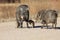 Javelina in Bosque del Apache National Wildlife Refuge, New Mexico