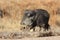 Javelina in Bosque del Apache National Wildlife Refuge, New Mexico