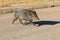 Javelina in Bosque del Apache National Wildlife Refuge, New Mexico