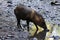 Javelina Collared Peccary Drinking from a Stream