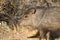 Javelina or Collared Peccary with lovely eyelashes