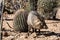 Javelina in the Desert