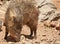 Javelina (Peccary) in Arizona\'s Desert