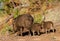 Javelina sow with her piglings go for an evening walk - Version 1