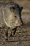 Javelina in the U.S. Southwest