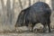 Javelina in the U.S. Southwest