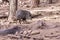 Javelinas In The Forest