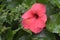 Jawa kusum & x28; Hibiscus rose & x29;