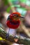 Jawel of Borneo, Blue Banded Pitta.