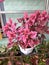 Jawer kotok ornamental plant pink colorï¿¼