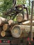 Jaws of a crane loading logs