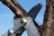Jaws of garden loppers pliers cutting dry branch of pear fruit tree, blue skies background