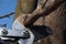 Jaws of garden loppers pliers cutting dry branch of pear fruit tree, blue skies background