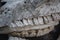 Jaws with teeth on horse skull on a cracked stone ground.