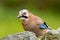 Jay bird ( Garrulus glandarius )