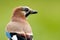 Jay bird ( Garrulus glandarius )