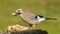 A Jay bird (Garrulus glandarius)