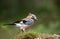 Jay bird ( Garrulus glandarius )