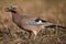 Jay bird (Garrulus glandarius)