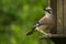 Jay on a bird table