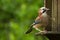 Jay on a bird table