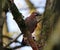 Jay among branches in a Yorkshire wood