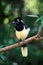 Jay Cyanocorax chrysops in Argentina.