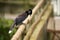 Jay Cyanocorax chrysops in Argentina.