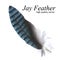 Jay Feather (High Quality Vector)