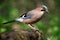 Jay, Garrulus glandarius, a solitary bird on a branch