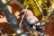 A  jay in its beak holds an acorn. A colorful Eurasian jay sits on a thick oak branch.