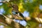 A  jay in its beak holds an acorn. A colorful Eurasian jay sits on a thick oak branch.